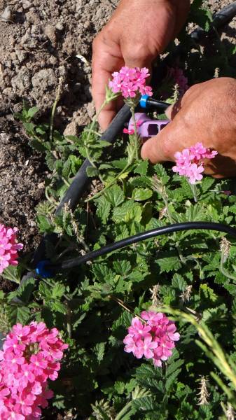 Mise en place du goutte à goutte