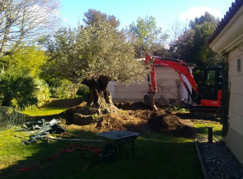 Plantation de végétaux exceptionnels palmiers et oliviers de grande taille à Marseille les Trois Lucs