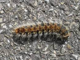 Pose de pièges à phéromones en prévention des chenilles processionnaires du Pin à Marseille et dans les Bouches du Rhône