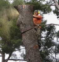 Notre zone d'activité pour ce service Jardinier pour la taille des arbres fruitiers afin d’améliorer la production et assurer un développement équilibré